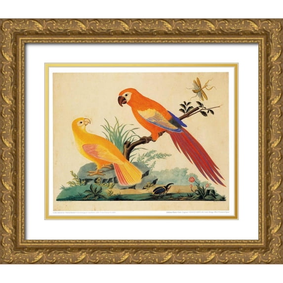 Raineri, Carlo, Vittorio 32x26 Gold Ornate Wood Framed with Double Matting Museum Art Print Titled - Two Parrots