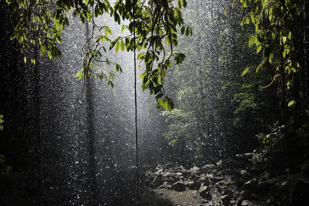 Rainforest Bellingen Australia Canvas Art - Paul Hobson Design Pics (18 x 12)