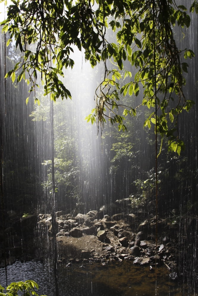 Rainforest Bellingen Australia Canvas Art - Paul Hobson Design Pics (24 x 36)