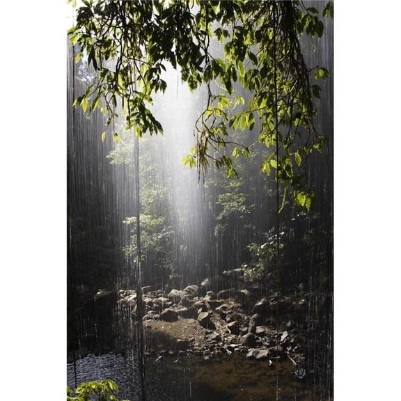 Rainforest  Bellingen  Australia Poster Print