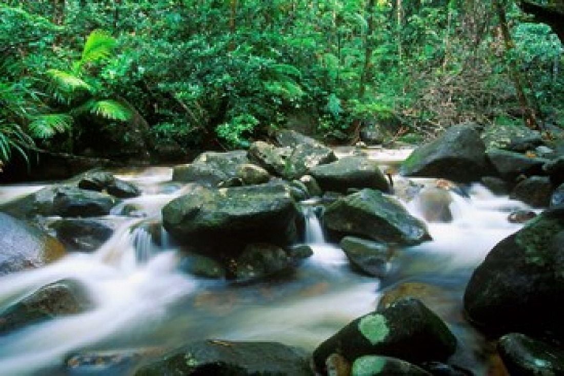 Rainforest Daintree National Park Queensland Australia Canvas Art - Rob Tilley DanitaDelimont (27 x 18)