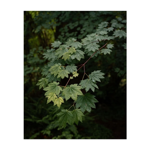 Rainforest Green I - Port Angeles Washington Photography Botanical Nature Forest Woodland Wilderness Scenic Unframed Wall Art Print 22 x 28 inches