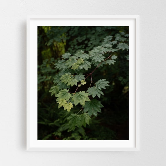 Rainforest Green I - Port Angeles Washington Photography Botanical Nature Forest Woodland Wilderness Scenic White Framed Wall Art Print 8 x 10 inches