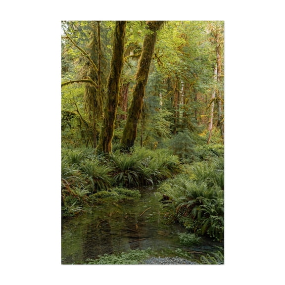 Rainforest Green III - Port Angeles Washington Photography Forest Nature Woodland Jungle Wilderness Scenic Botanical Unframed Wall Art Print 12 x 18 inches