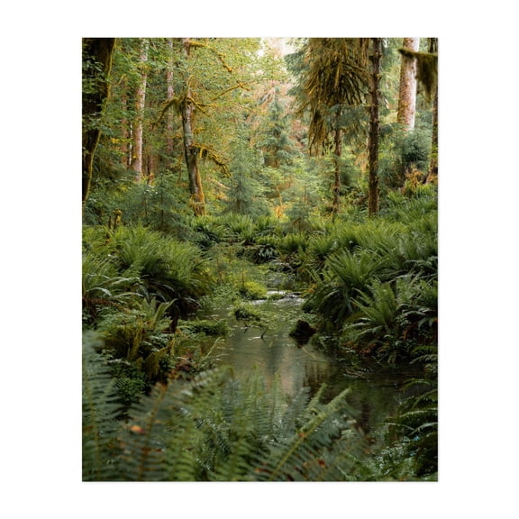 Rainforest Green IV - Port Angeles Washington Photography Forest Nature Woodland Wilderness Scenic Botanical Woods Unframed Wall Art Print 8 x 10 inches