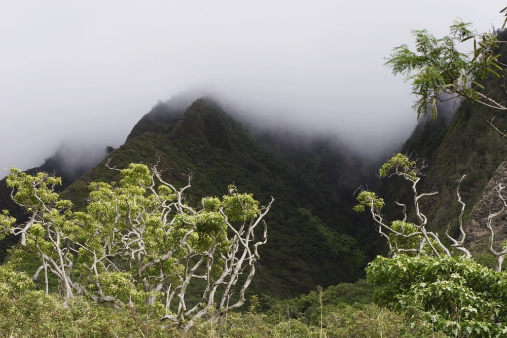 Rainforest Maui Hawaii Canvas Art - Michael Interisano Design Pics (36 x 24)