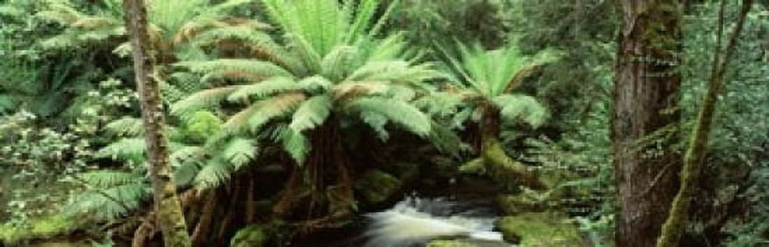 Rainforest Mt Field National Park Tasmania Australia Canvas Art - Panoramic Images (18 x 6)