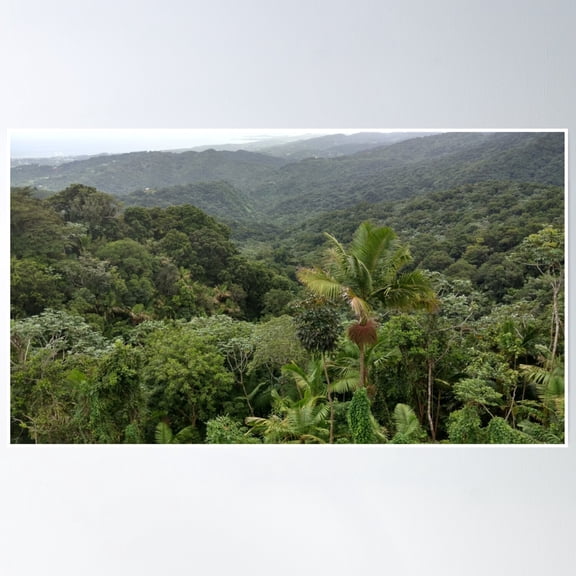 Rainforest Poster Wall Art, Modern Wall Decor, 8x12 UNFRAMED