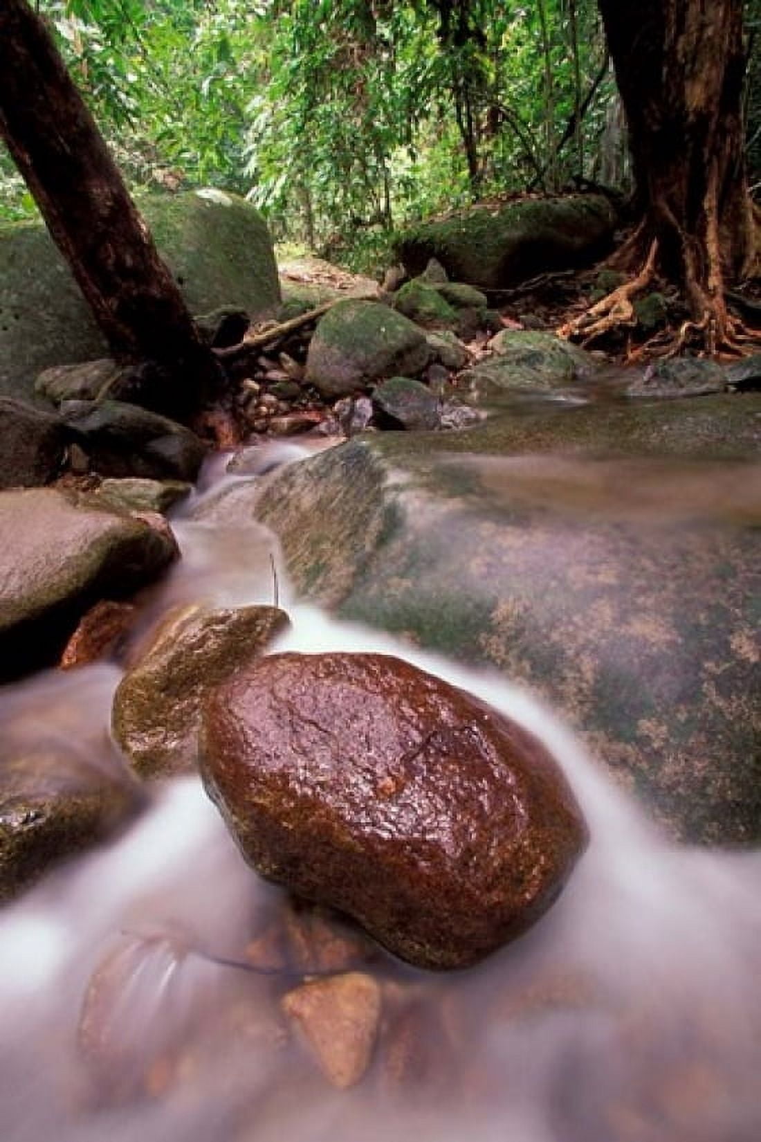 Rainforest Stream Bako National Park Borneo Malaysia Canvas Art - Art Wolfe DanitaDelimont (15 x 22)