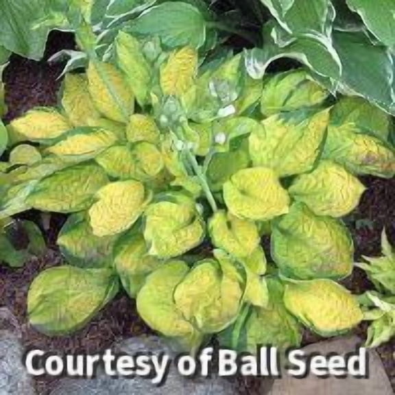 Rainforest Sunrise Hosta - 2.5QT Perennial