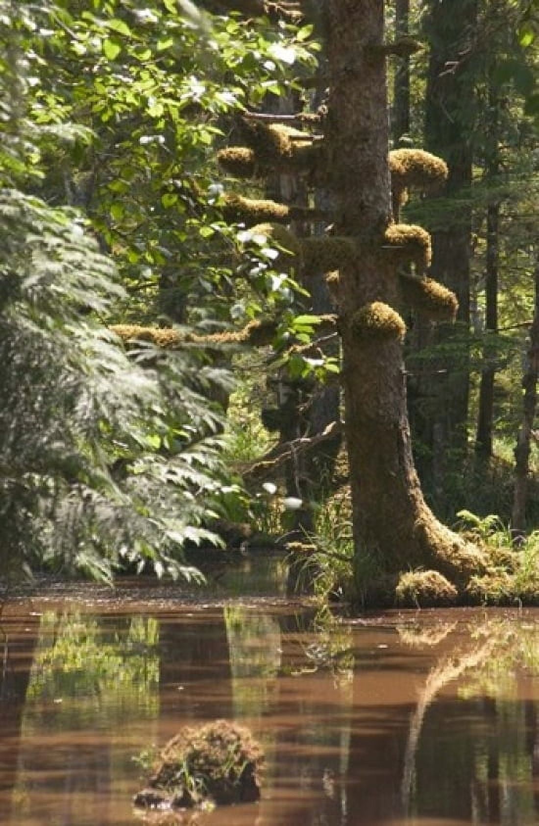 Rainforest and Swamp Queen Charlotte Islands Canada Canvas Art - Savanah Stewart DanitaDelimont (24 x 36)