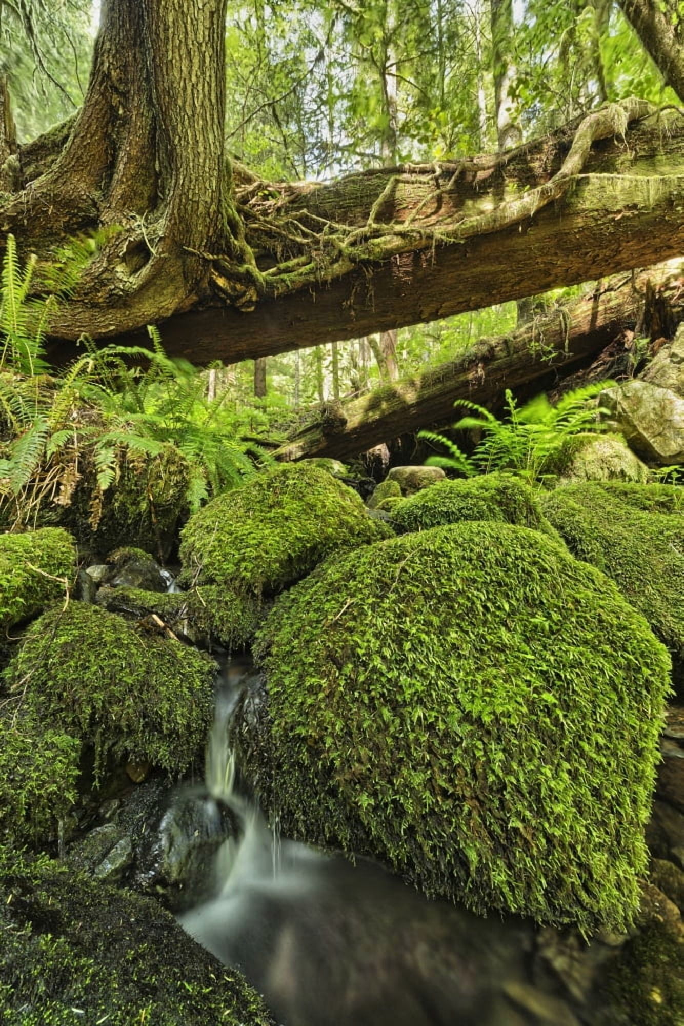 Rainforest in Avatar Grove near Tofino British Columbia Canada Canvas Art - Robert Postma Design Pics (12 x 19)
