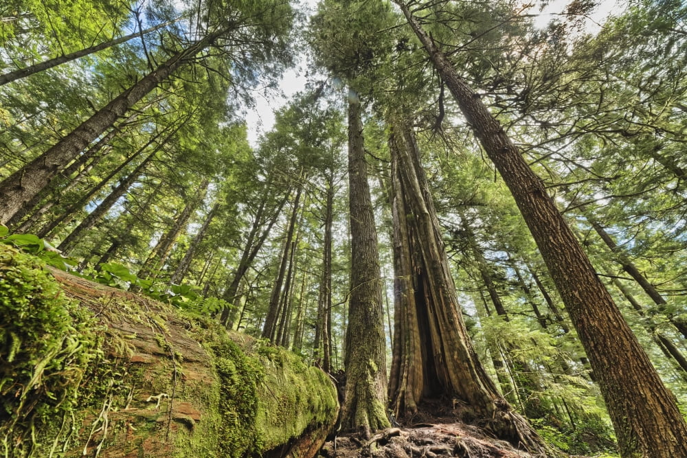Rainforest in Strathcona Provincial Park British Columbia Canada Canvas Art - Robert Postma Design Pics (38 x 24)