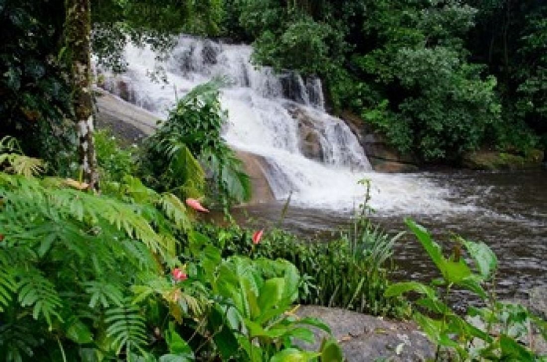 Rainforest waterfall Serra da Bocaina NP Parati Brazil (horizontal) Canvas Art - Cindy Miller Hopkins DanitaDelimont (36 x 24)