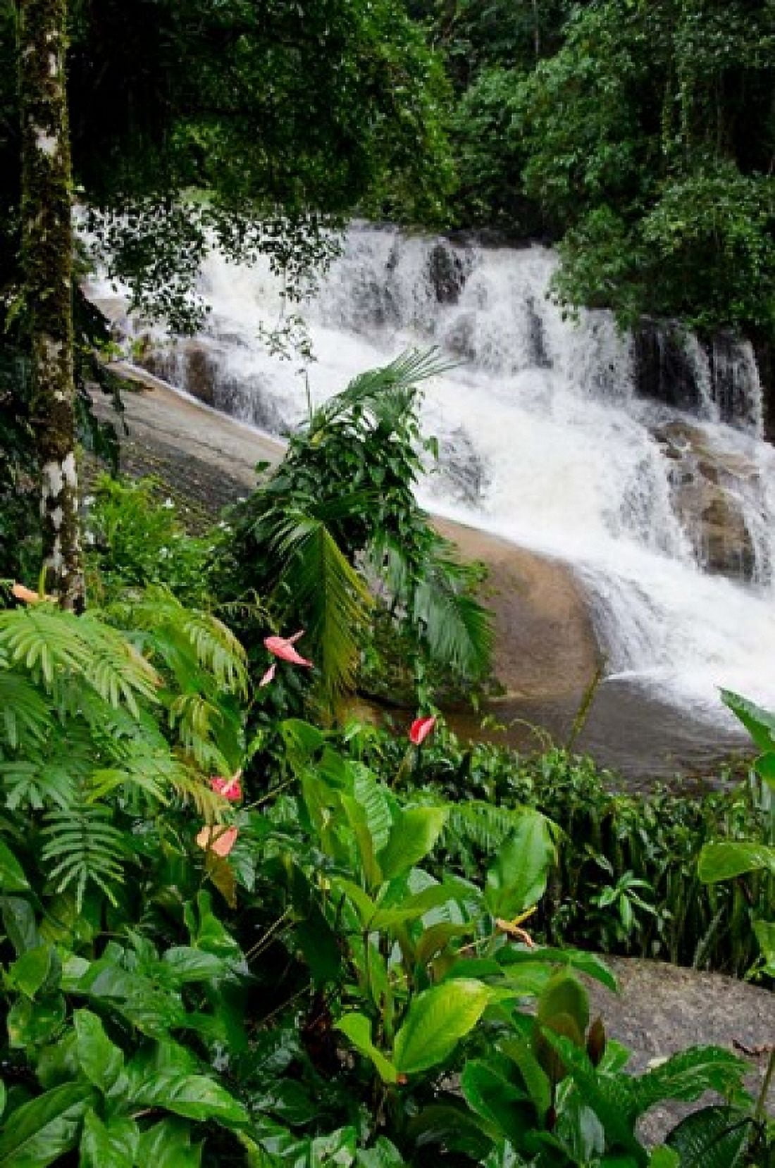 Rainforest waterfall Serra da Bocaina NP Parati Brazil (vertical) Canvas Art - Cindy Miller Hopkins DanitaDelimont (17 x 25)