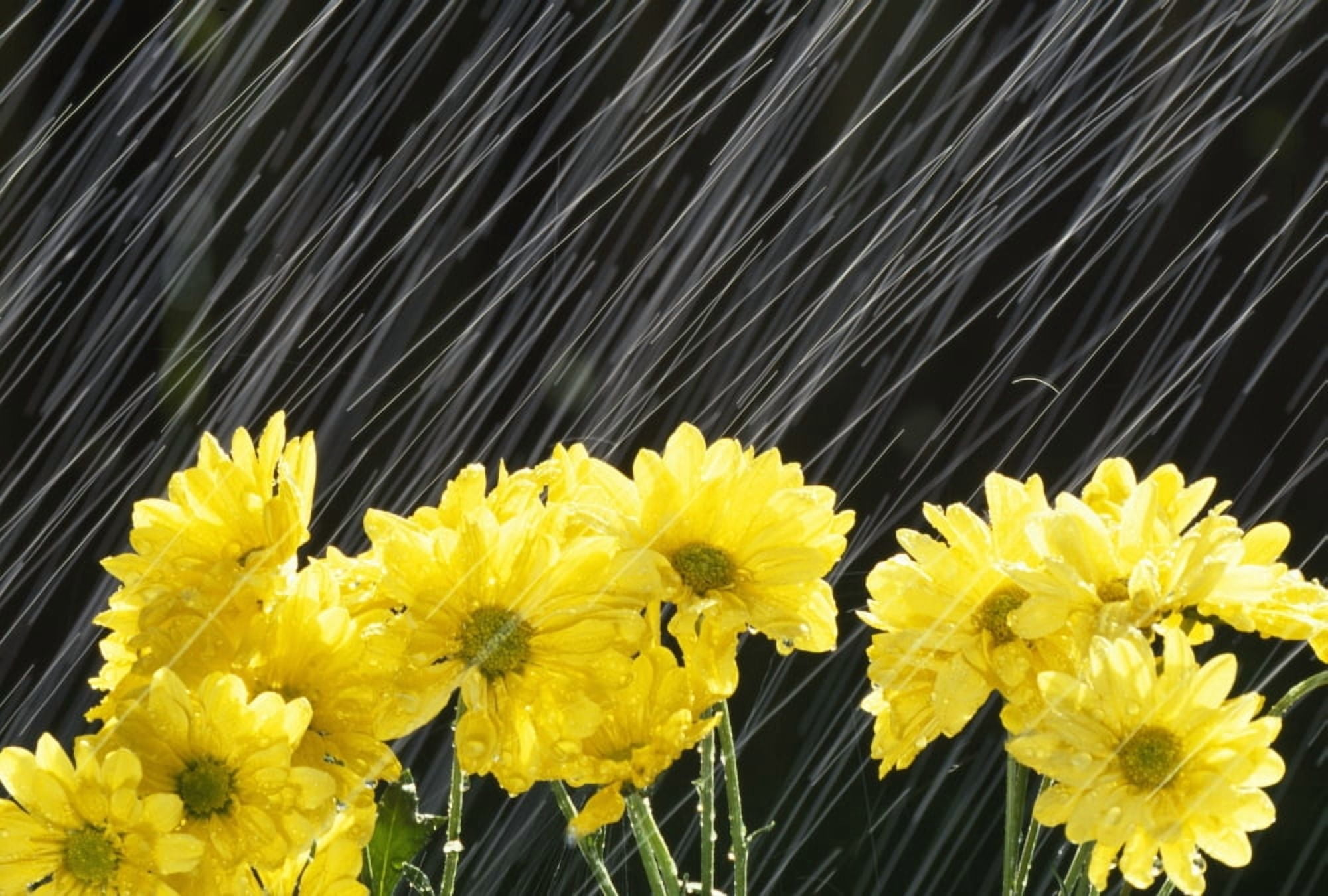 Raining On Yellow Daisies Canvas Art - Natural Selection Craig Tuttle Design Pics (36 x 24)