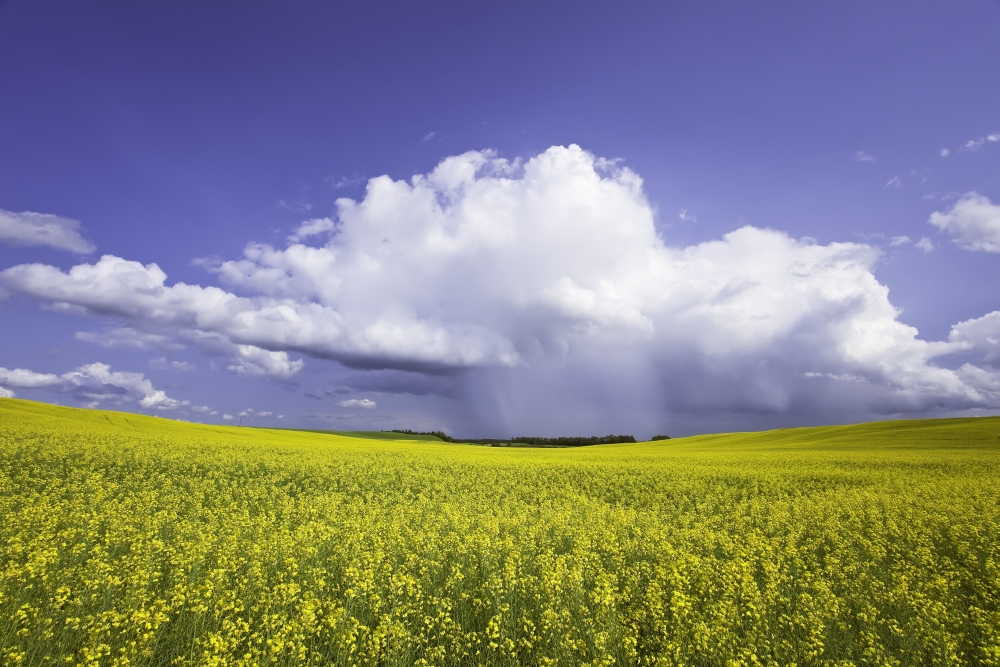 Rainstorm Over Canola Field Crop Pembina Valley Manitoba Canvas Art - Ken Gillespie Design Pics (34 x 22)