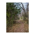 thumbnail image 1 of Rainy Autumn Afternoon on the La-Ho Trail - Hanover Pennsylvania Photography Woodland Autumn Nature Forest Wilderness Scenic Rural Unframed Wall Art Print 11 x 14 inches, 1 of 4