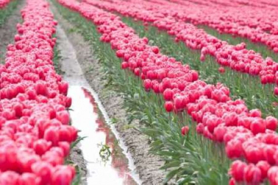 Rainy Tulip Field Canvas Art - Dana Styber (24 x 36)