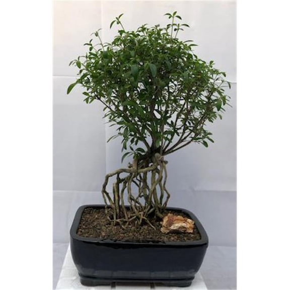 Raised Roots Chinese Flowering Serissa Bonsai Tree - Tree Of A Thousand Stars - Serissa Japonica, White