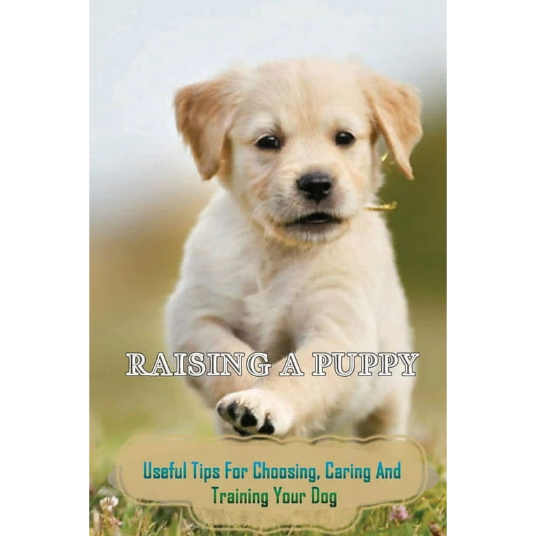 Raising A Puppy: Useful Tips For Choosing, Caring And Training - Main Image