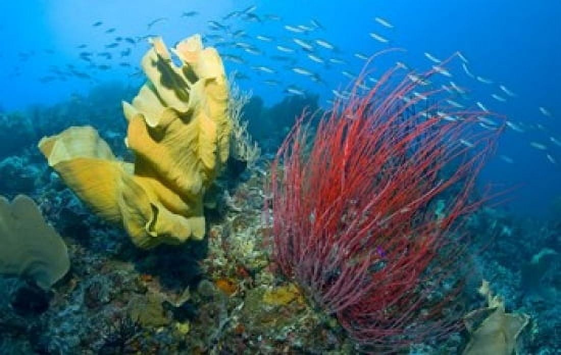 Raja Ampat Indonesia Canvas Art - Jaynes Gallery DanitaDelimont (26 x 17)