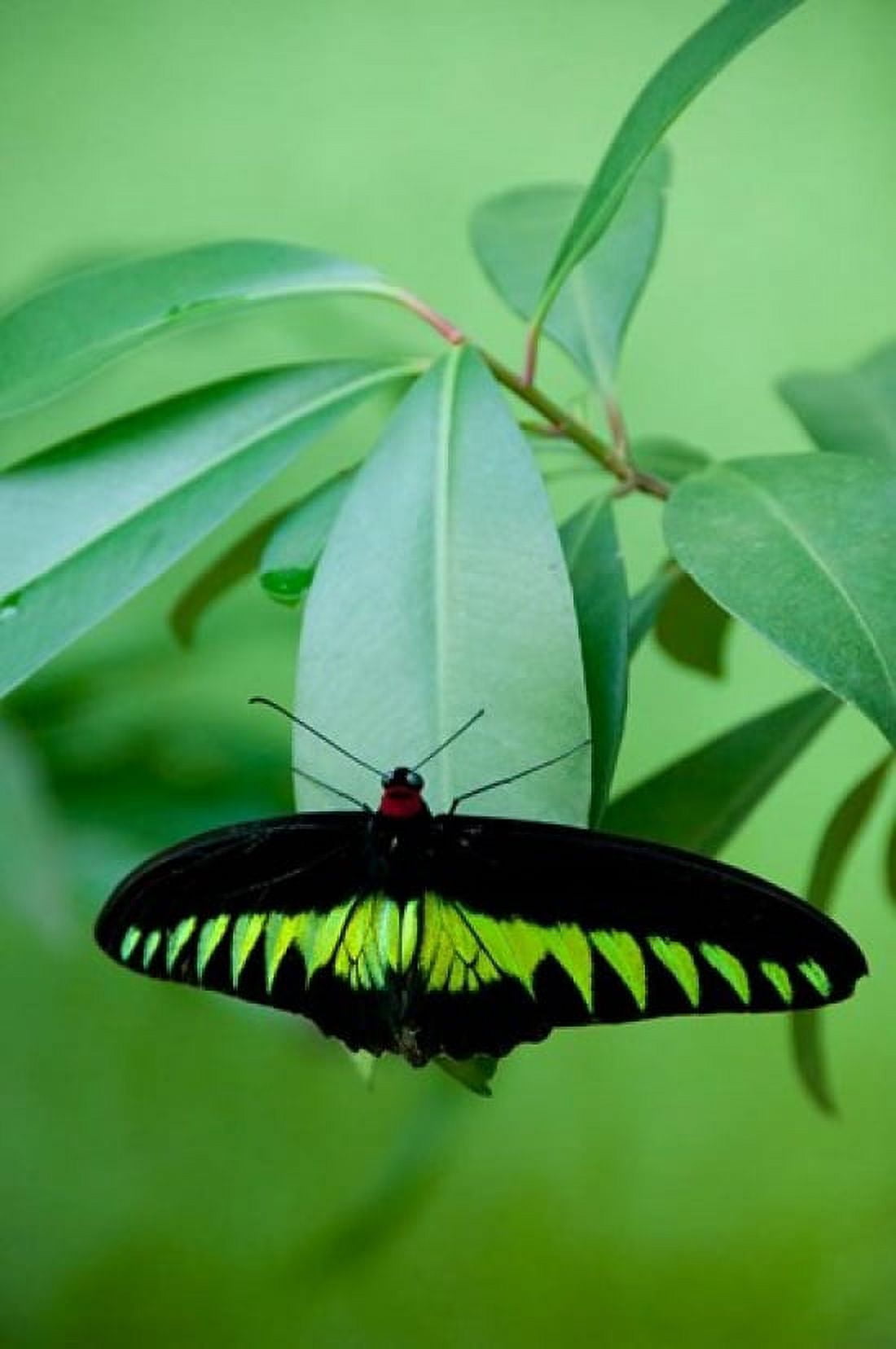 Rajah Brookes Birdwing Malaysias national butterfly Canvas Art - Cindy Miller Hopkins DanitaDelimont (15 x 22)