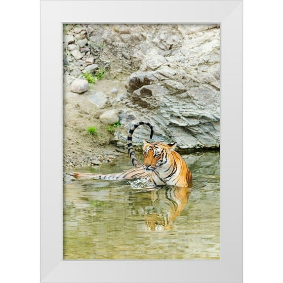 Rajput, Jagdeep 13x18 White Modern Wood Framed Museum Art Print Titled - Tigress in the backwaters of Ramganga River Corbett National Park-India