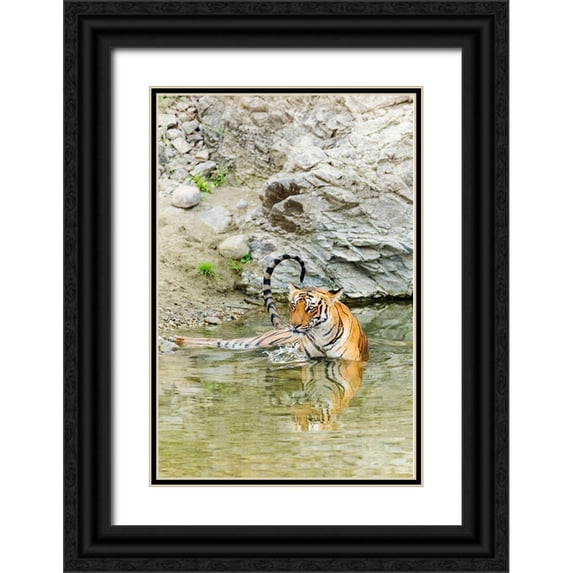 Rajput, Jagdeep 17x24 Black Ornate Wood Framed with Double Matting Museum Art Print Titled - Tigress in the backwaters of Ramganga River Corbett National Park-India