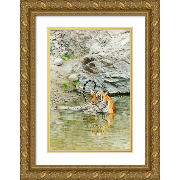 Rajput, Jagdeep 17x24 Gold Ornate Wood Framed with Double Matting Museum Art Print Titled - Tigress in the backwaters of Ramganga River Corbett National Park-India