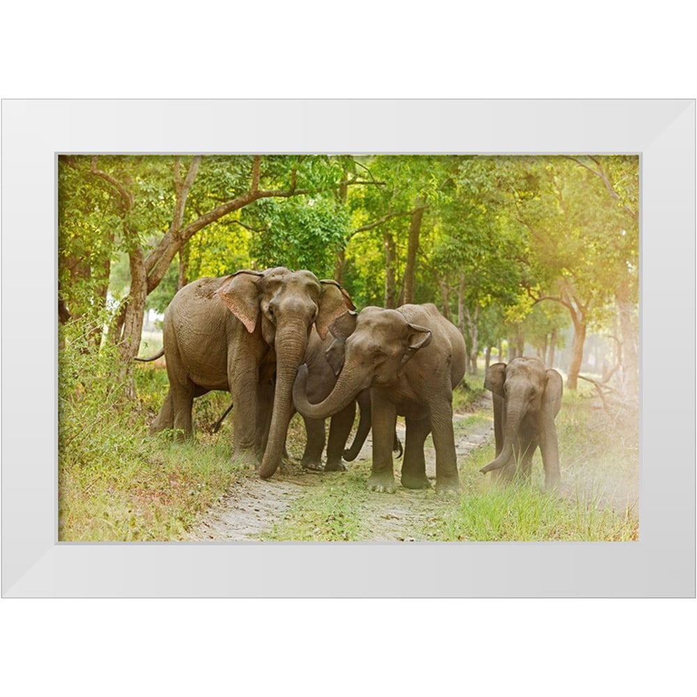 Rajput, Jagdeep 24x17 White Modern Wood Framed Museum Art Print Titled -  Asian Elephant family on the jungle track Corbett National Park-India -  Walmart.com, image size:1000x1000