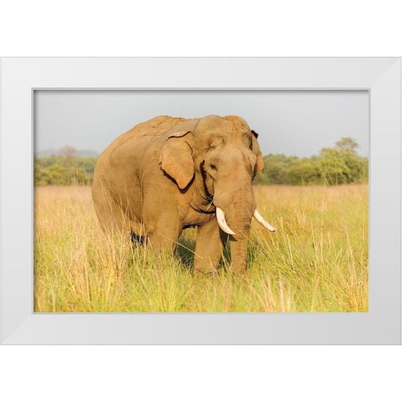 Rajput, Jagdeep 24x17 White Modern Wood Framed Museum Art Print Titled - Musth Tusker in the grassland-Corbett National Park-India