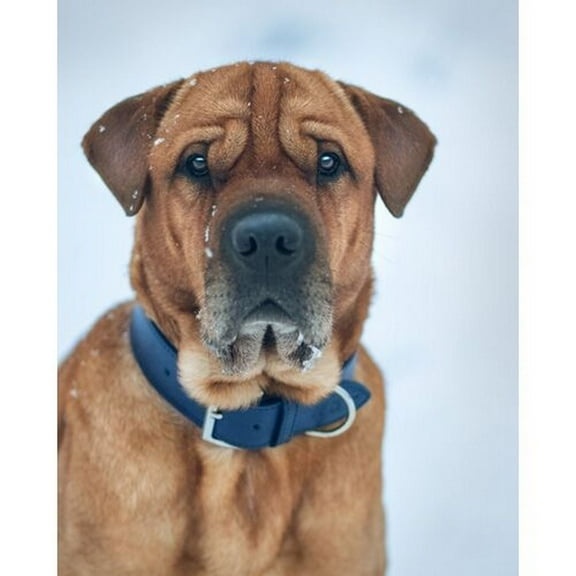 Ralph & Co Rimini Double Leather Dog Collar