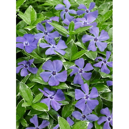 Ralph Shugert Vinca Potted Perennial Groundcover Plant, in a 2.50 Qt. Pot