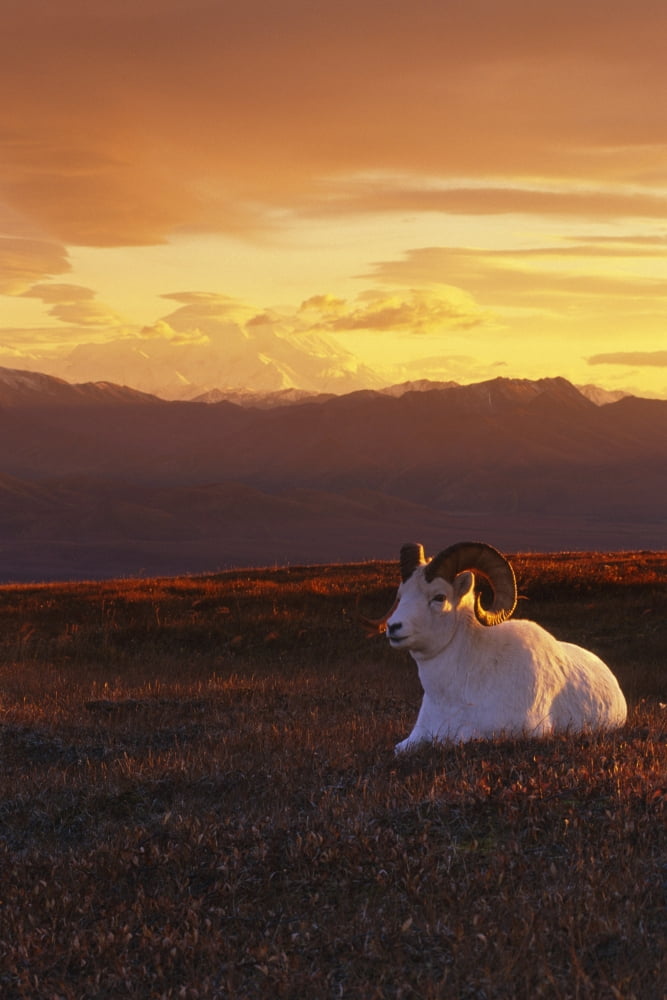 Ram Dall Sheep At Sunset In Front Of Mckinley Denali Np Canvas Art - Michael Jones Design Pics (22 x 34)