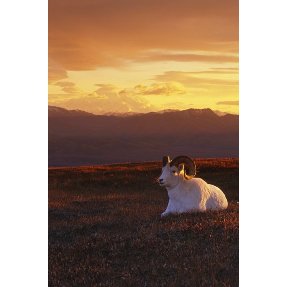 Ram Dall Sheep At Sunset In Front Of Mckinley Denali Np Canvas Art - Michael Jones Design Pics (22 x 34)