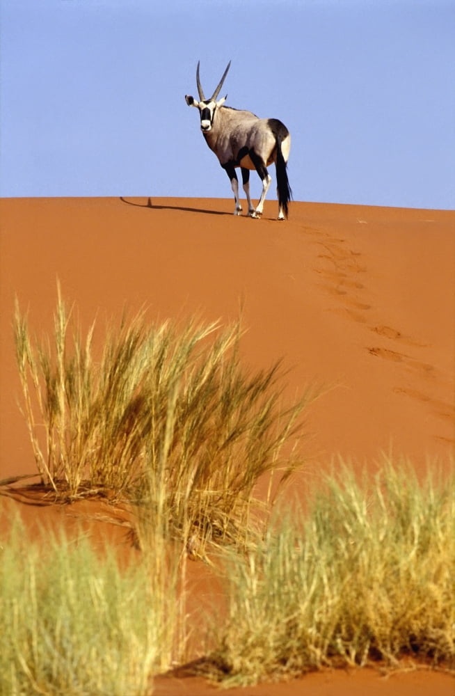 Ram On Sand Dune In Sossusvlei Canvas Art - Sasha Gusov Design Pics (24 x 38)
