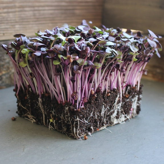 Rambo Purple Sprouting Radish Garden Seeds - 1 Lb - Non-GMO, Sprouting, Vegetable Gardening & Microgreens - Raphanus sativus