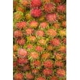 thumbnail image 1 of Rambutan  Central Market  Kuala Lumpur  Malaysia Poster Print, 1 of 2