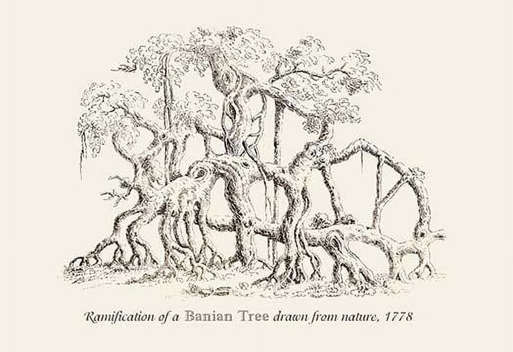 Ramification Tree Ramification of a Banian Tree-Fine Art Canvas Print (20