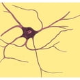 thumbnail image 1 of Ramified Nerve Cell From Grey Matter, 1852 Poster Print by Science Source (24 x 18), 1 of 3