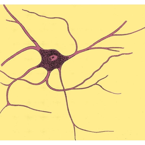 Ramified Nerve Cell From Grey Matter, 1852 Poster Print by Science Source (24 x 18)