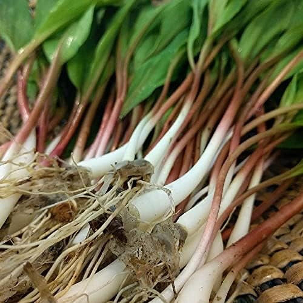 Ramp,Wild Leek Seeds (Allium tricoccum) Perennial (100 Seeds)