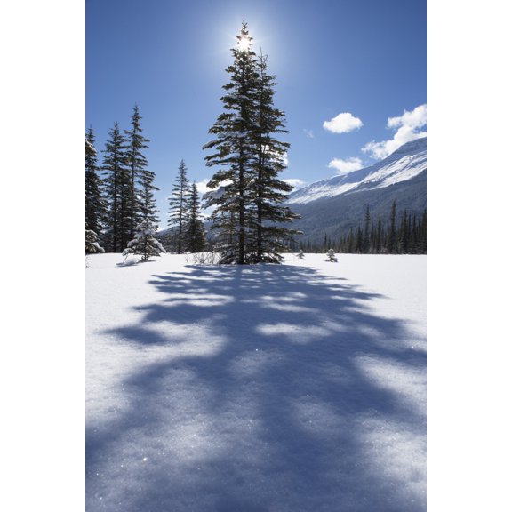 Rampart Flats In Winter Banff National Park Alberta Canvas Art - Darwin Wiggett Design Pics (11 x 17)