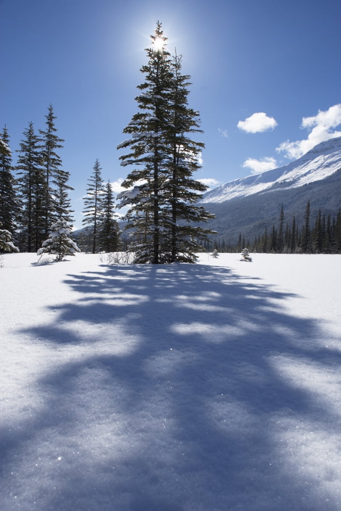 Rampart Flats In Winter Banff National Park Alberta Canvas Art - Darwin Wiggett Design Pics (22 x 34)