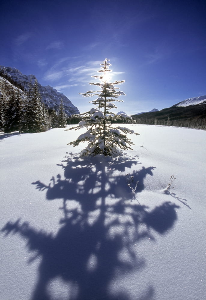 Rampart Ponds In Winter Banff National Park Alberta Canada Canvas Art - Darwin Wiggett Design Pics (11 x 16)
