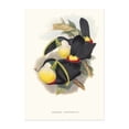 thumbnail image 1 of Ramphastos citreolaemus, Citron-throated toucan - 1834 - Beautiful vintage poster with an old book illustration of,living room canvas, dining room decorations, art deco, frameless 8x10inch, 1 of 4