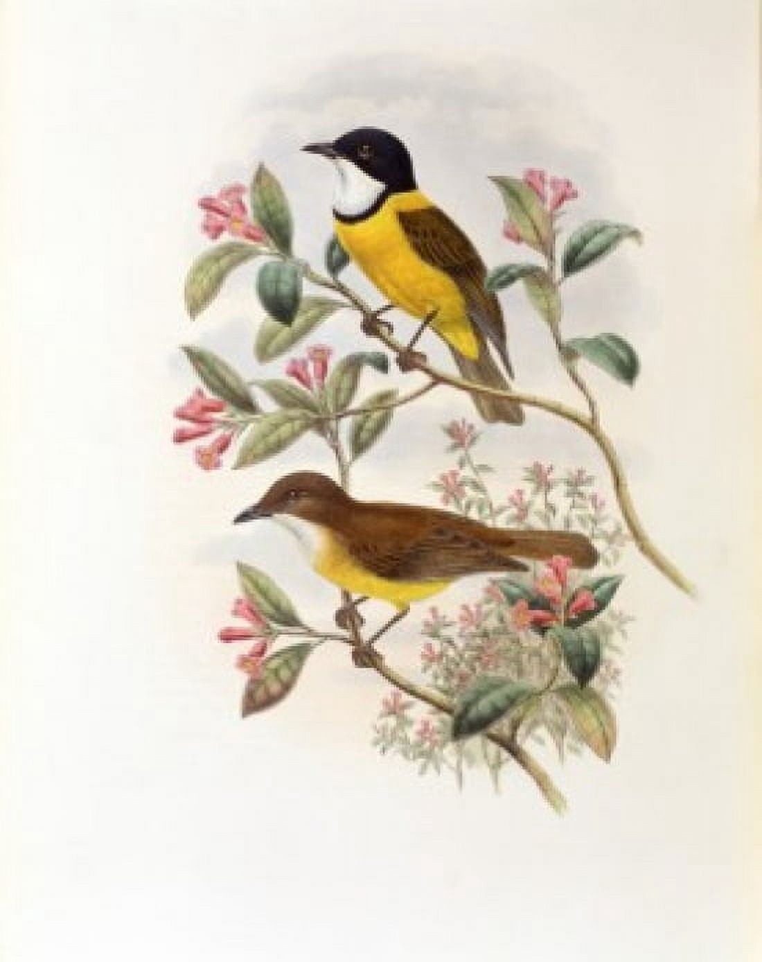Ramsays Thickhead John Gould (1804-1881 British) Canvas Art - John Gould (18 x 24)