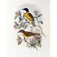 thumbnail image 1 of Ramsays Thickhead Poster Print by John Glover (22 x 28), 1 of 2