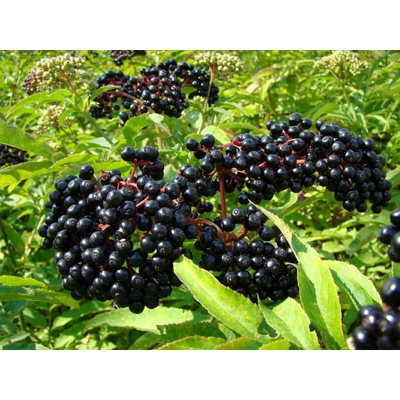 Ranch Elderberry Perennial Shrub - Sambucus - 3.25" Pot